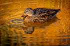 USA, Colorado, Fort Collins. Female American mallard duck in water. Art Print
